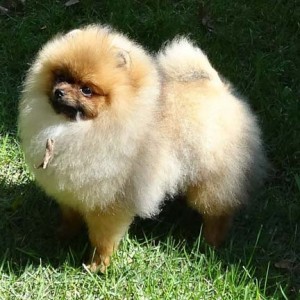 Ch. Nowland's Let's Get It On