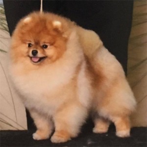 GCh. Jacinda N Bravo's I Still Get Jealous