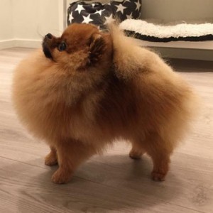 Mister Monte Carlo Tai Lauras