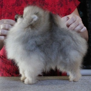 Hitimes Here Comes Trouble