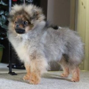 Can Ch. CasaNova N HiTimes Knock Out