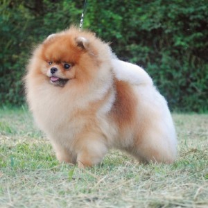 GCh. Dee Little Bruce Almighty ROM