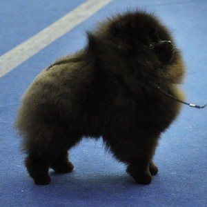 Fluffypom Black Spinel