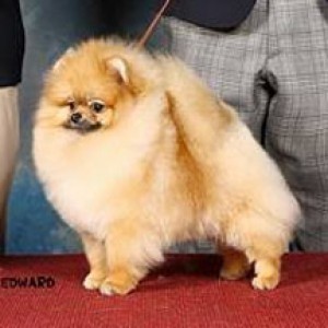 Fluffy Pom Good Luck