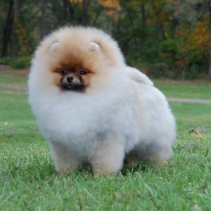 Dee Little Players Gonna Play