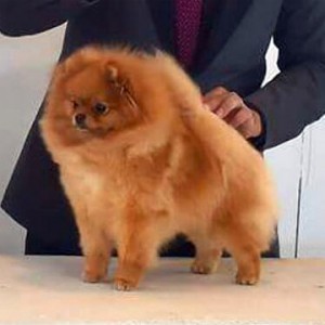 Ch. Dee Little Haters Gonna Hate