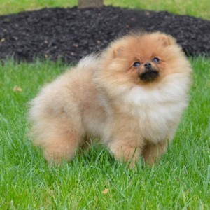 Reginapoms Mtn View Sweet Emotion (pointed)