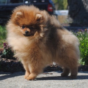 Reginapoms Mtn View Symphonic Love