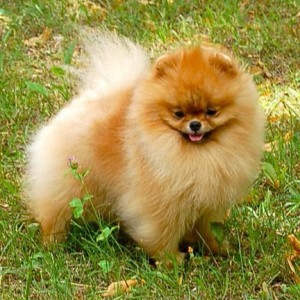 AC Dynasty Bringer of Light