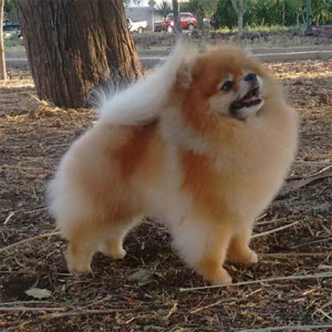 Mex Ch. Carlang Say It Again