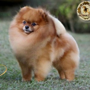 Sunryze Poms A Dreamer Legendary