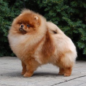 GCh. Dee Little How YOU Doin (group placer)