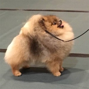 Jacindas Fast And Furious