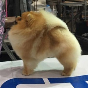 Dan-Star-Kom Fan Loving Friend