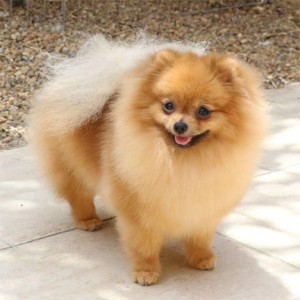 Dan-Star-Kom Love Sharming Baby