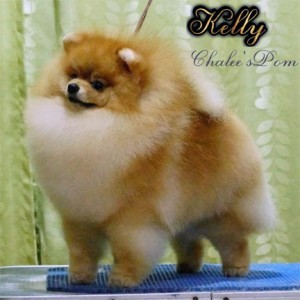 Am/Thai Ch. Chalee Go Common Classic