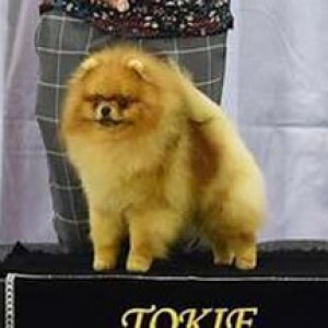 Am/Thai Ch. Tokie Tinman