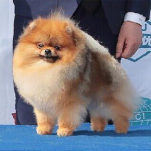 Can Ch. Chriscendo Consensus