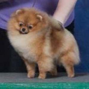 Ch. Dee Little I'm Every Woman