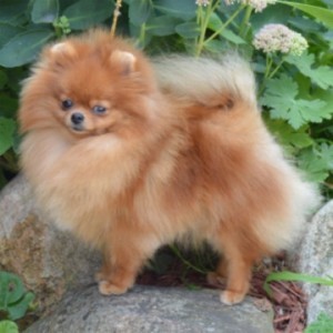 A&M's Rock Me Like A Hurricane (pointed)