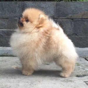 Pomindo Winter's Soldier