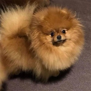 Moxiepom's Latoya The Princess