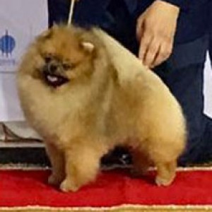 CKU Ch. Prince Langley of Moxiepoms