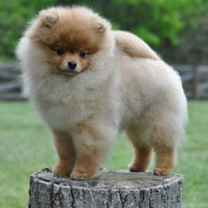 Ch. Dee Little What In Tarnation