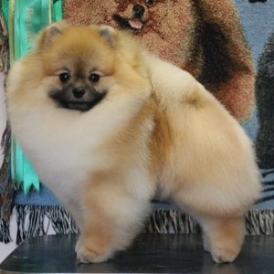 Dan-Star-Kom Little Red Smile