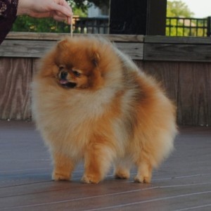 Ch. Dvortsoviy Pes Harli Invebel ROM (2020 APC Top Sire)