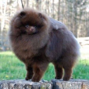 Ch. Dee Little Hash Brown