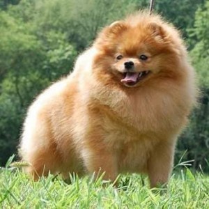 Coventry's Polly Want a Cracker (pointed)