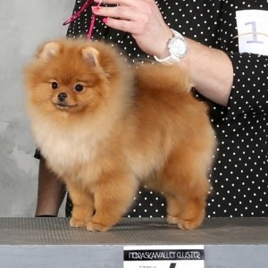 Ch. Dee Little So What!