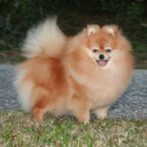 Bravo's Intimissimi (pointed)