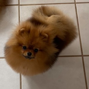 Woodrose Fancy Meeting You Here (both majors)