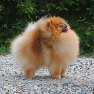 Pin by Ashley McGill on Pomeranians