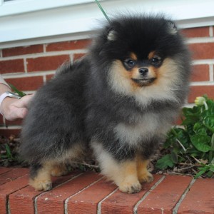 Silhouette's 'Houdini'