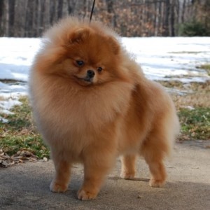 Ch. Dee Little Who Burned Down The She Shed (major pointed)