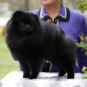 RBISA GCh. Charm City's Virginia Black (multi group winner)