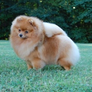 Dee Little Polar Express (pointed)