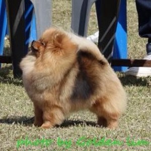 Kimmilove Beautiful Rose