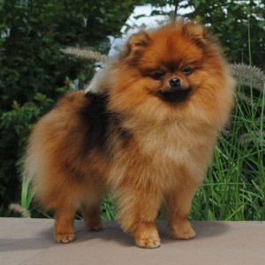 Ch. Silhouette's Strawberry Shortcake