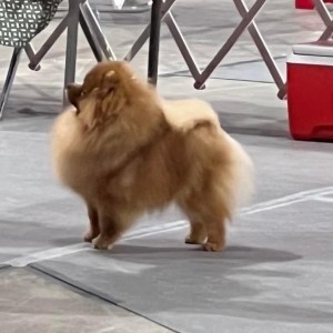 Ch. Dee Little She's All That