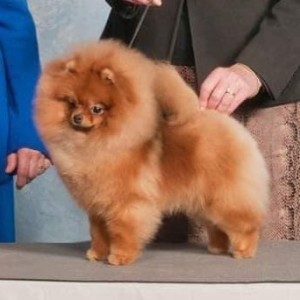 Am/Can Ch. Windmist My Time To Shine