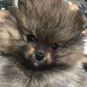 Chriscendo Critical Acclaim