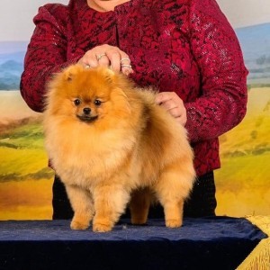 Am Ch/Can GCh. Arwins Pinch My Fanny