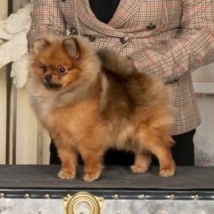 Can Ch. Chriscendo Cheese Louise