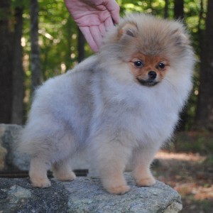 Bravo's Easy On The Eyes (pointed)