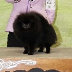 Ch. BLACK CLOUD IZ POSOL'STVA KRASOTY