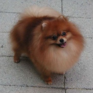 Ch. Keody's Angel's Eyes